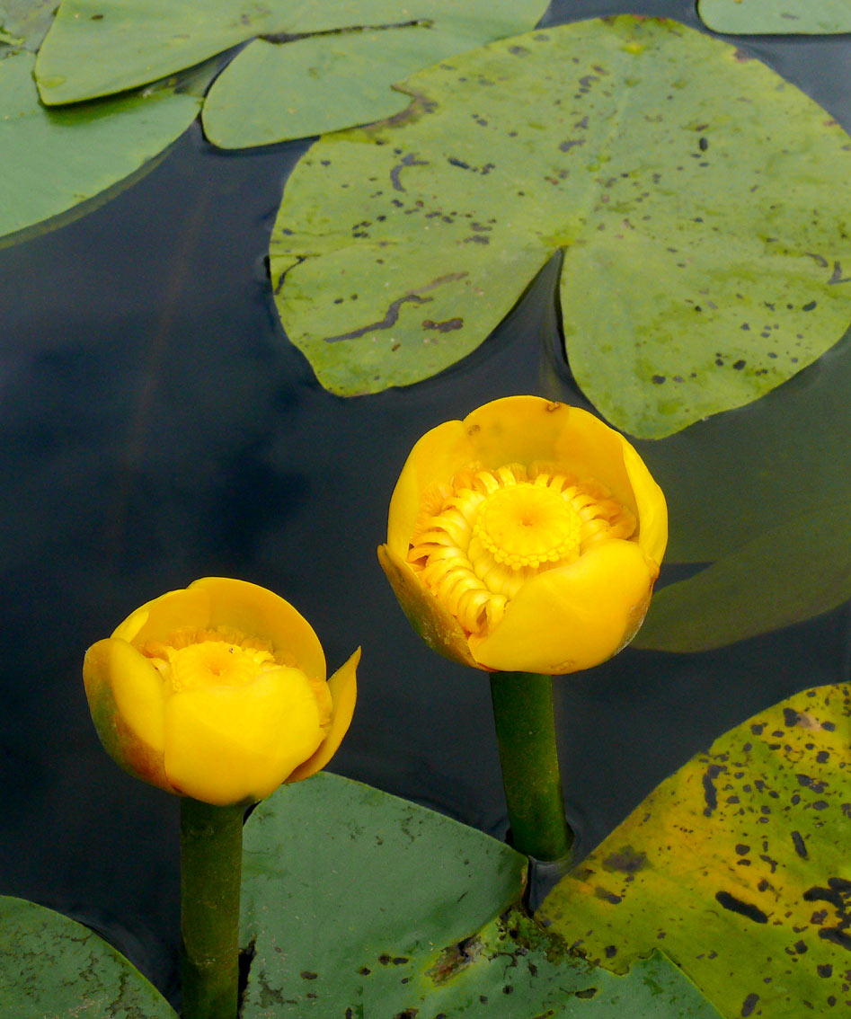 Gul näckros Nuphar lutea